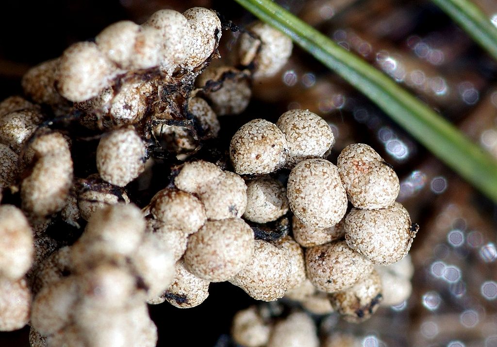 Sconosciuto myxo nivicolous da Olympos